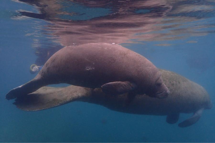 manatees in crystal river