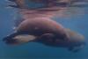 manatees in crystal river