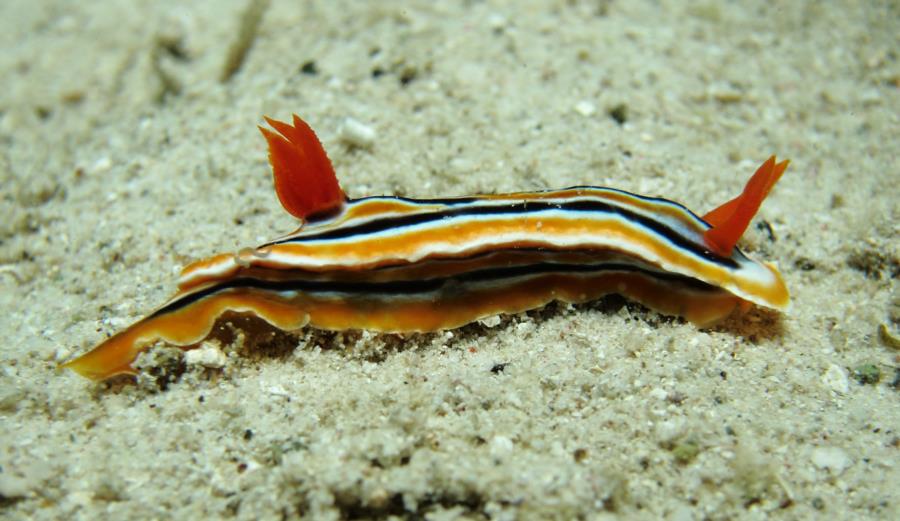 Nudi Magnfica