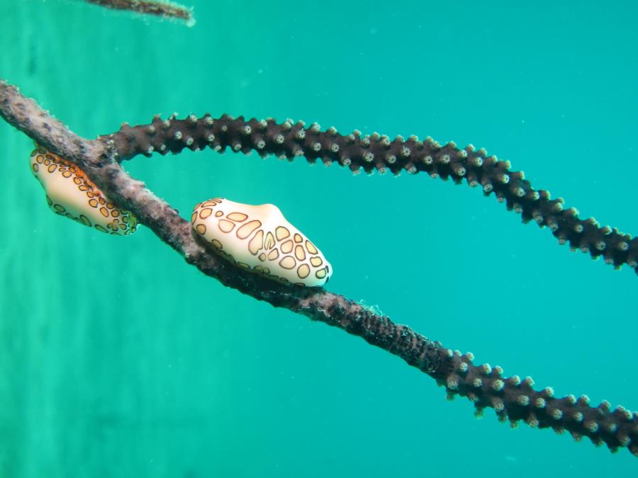 Flamingo Tongue