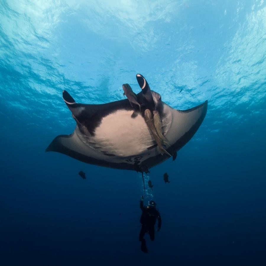 Manta ray