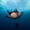 Manta ray