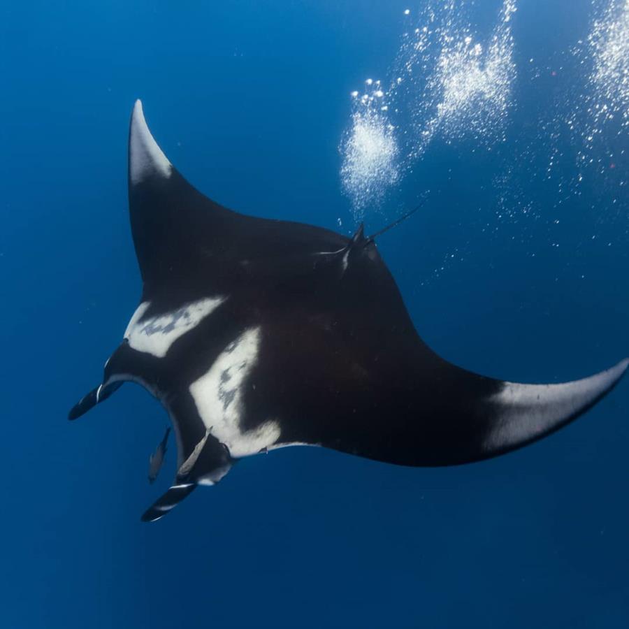 Manta ray