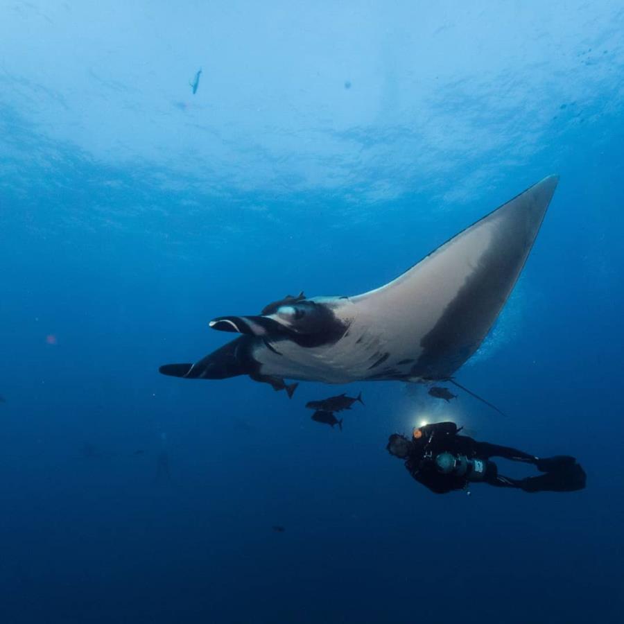 Manta ray