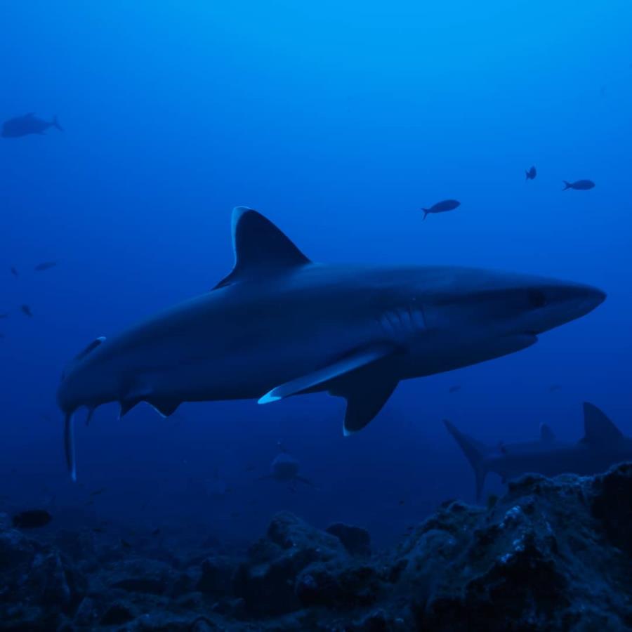 Galapagos shark