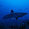 Galapagos shark