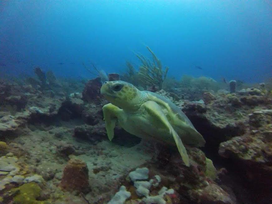 West Palm Florida dive