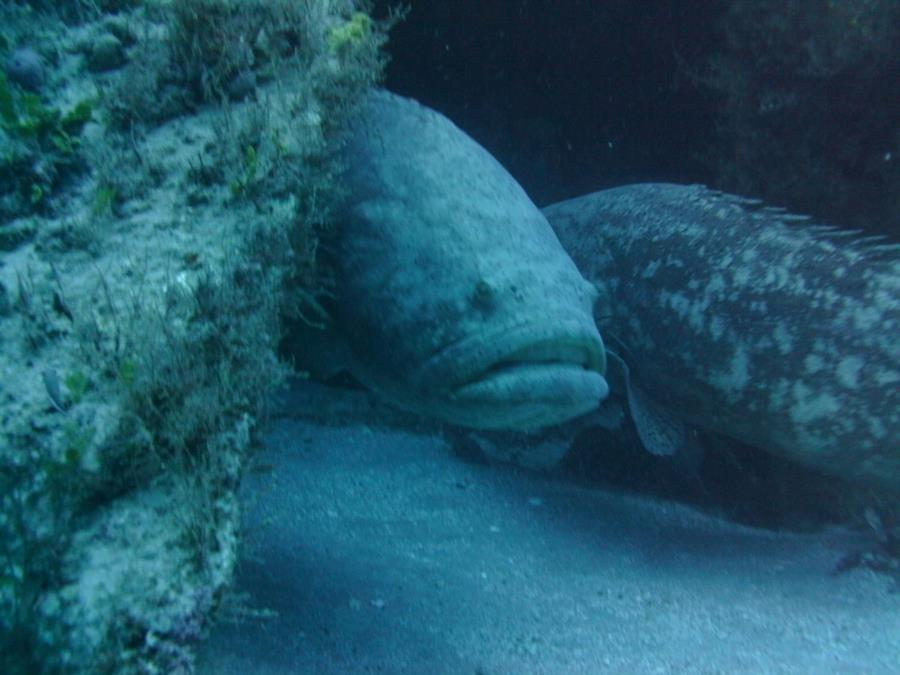 Grouper on the MG 1-11