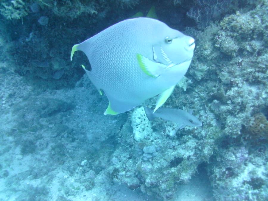 Birthday dive in Florida