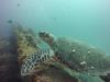 wreck dive in west palm in florida