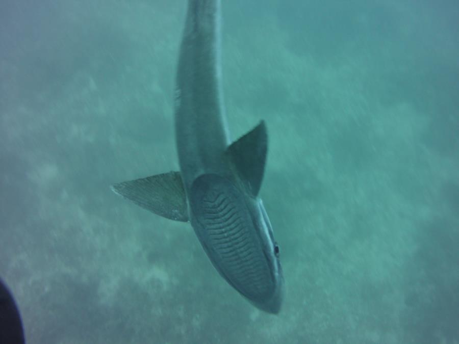 Remora