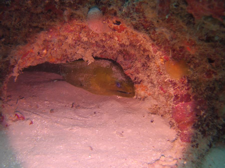 Green moray