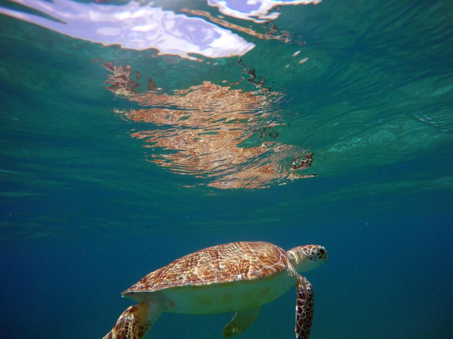 Sea Turtle - St. John USVI