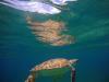 Sea Turtle - St. John USVI