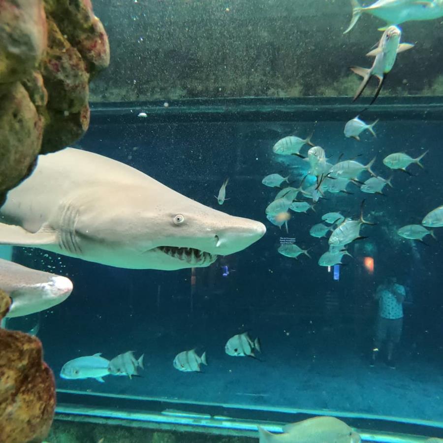 Florida aquarium shark tank dive