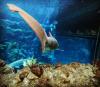 Florida aquarium shark tank dive
