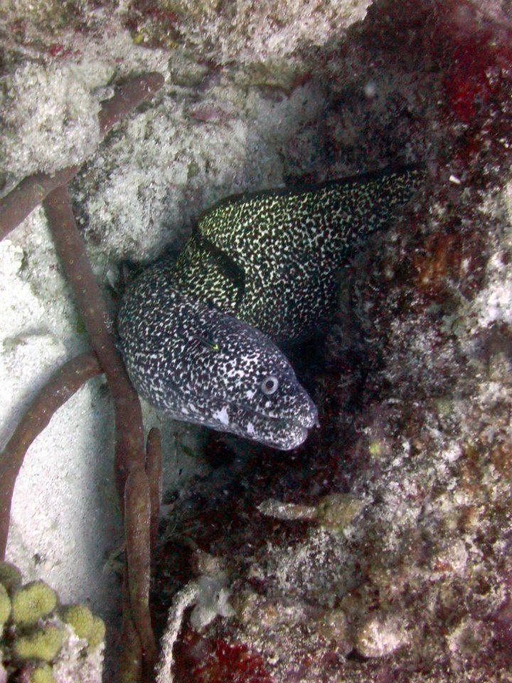 St. Maarten Dive