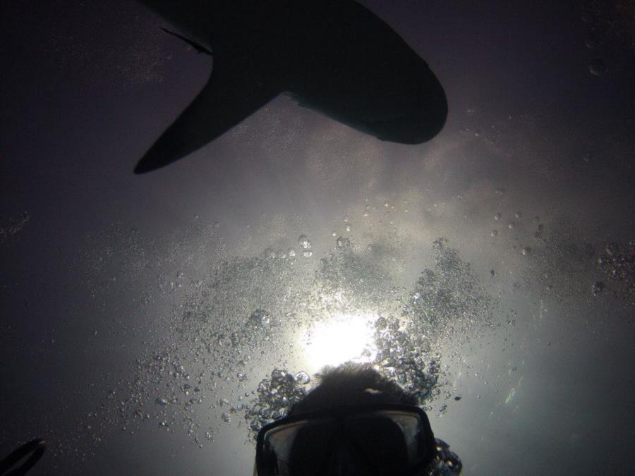 Shark Dive