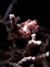 Pygmy Seahorse