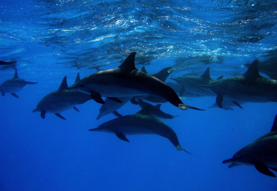 Scuba In Cabo