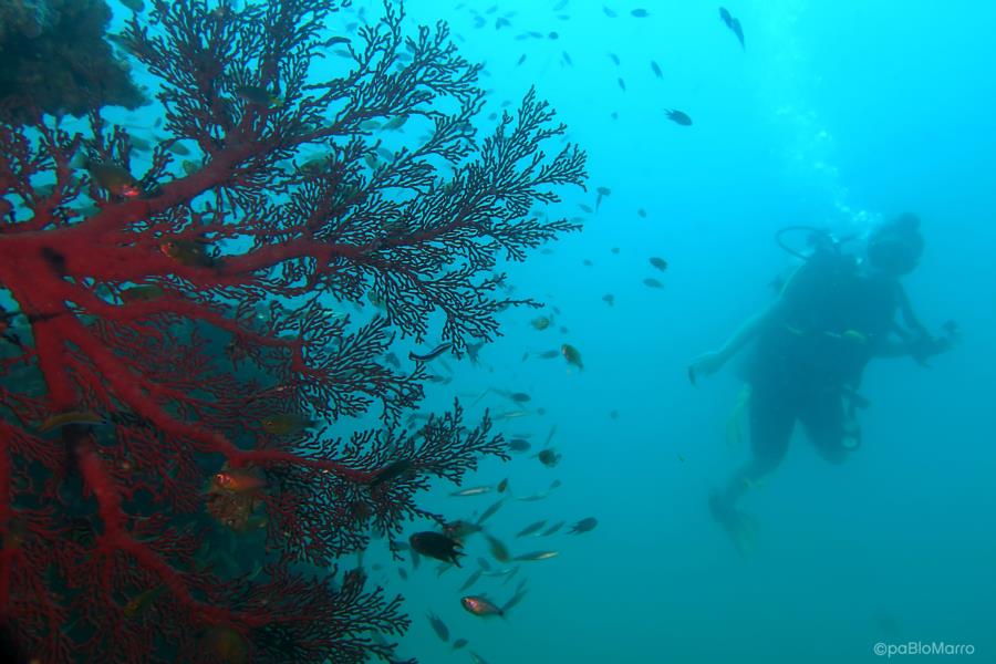 First Dive Andaman Sea