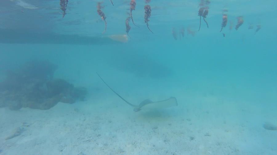 Sting ray in Tahaa