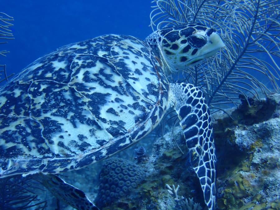 Cayman Turtle