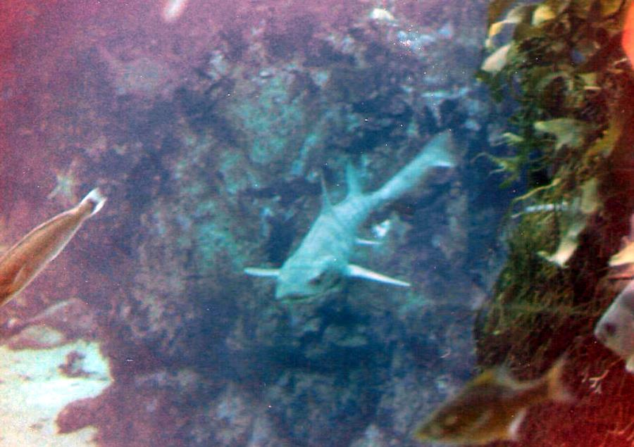 Pt. Lobos Leopard Shark