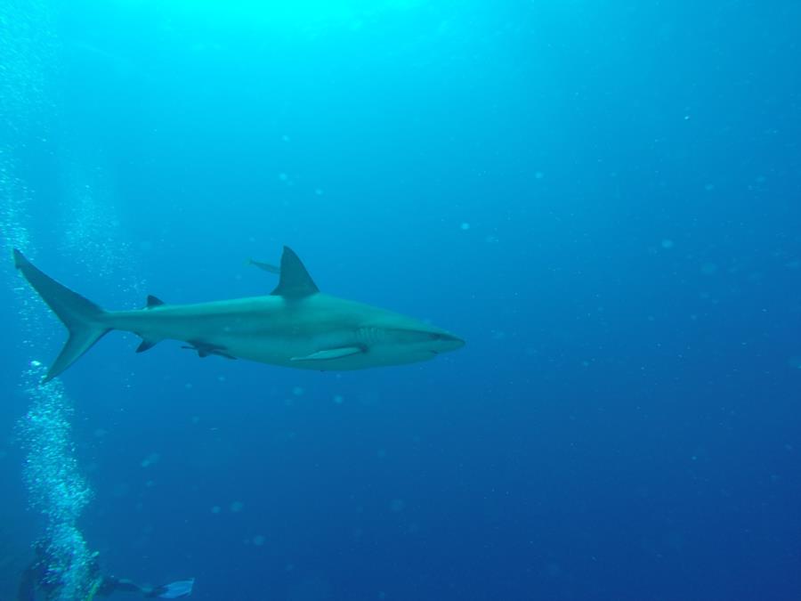 Sharks all around us- San Pedro