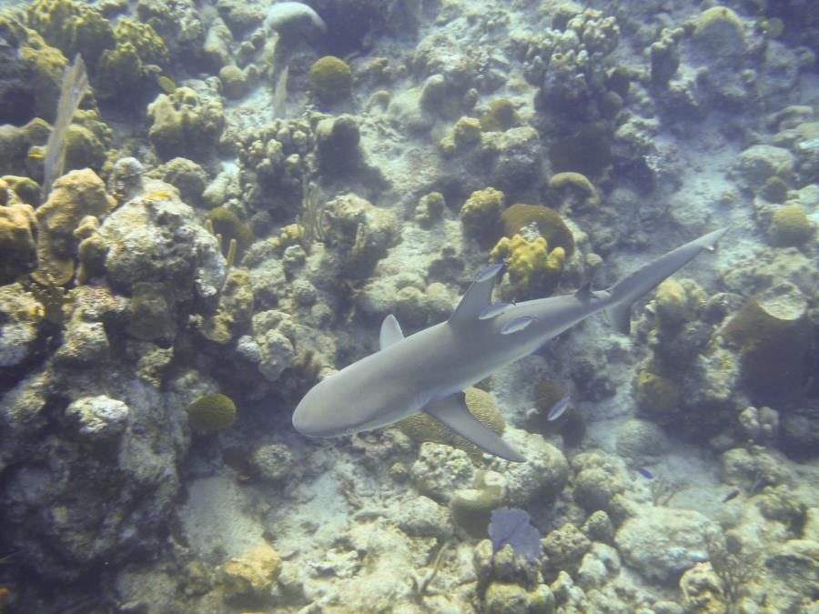 Reef Shark - Turks & Caicos