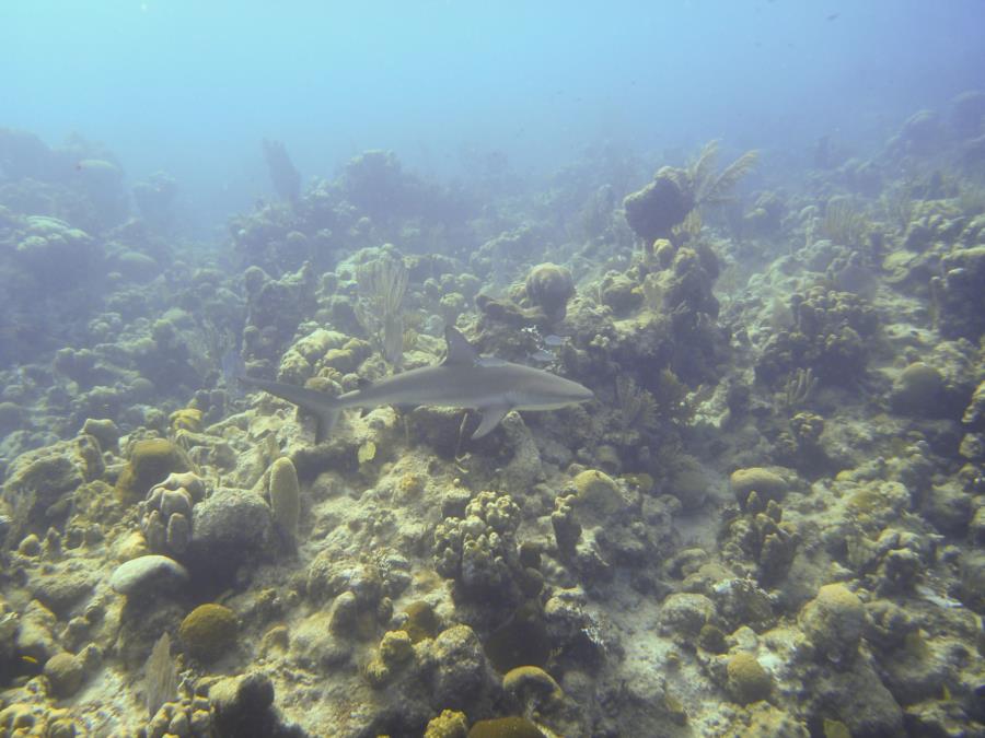 Reef Shark - Turks & Caicos