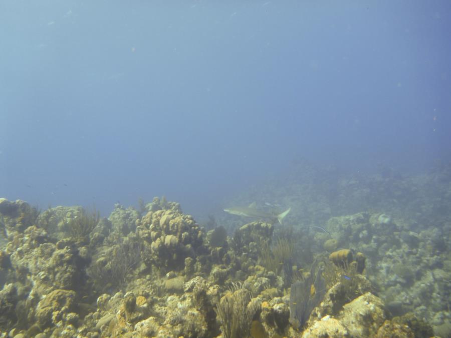 Reef Shark - Turks & Caicos