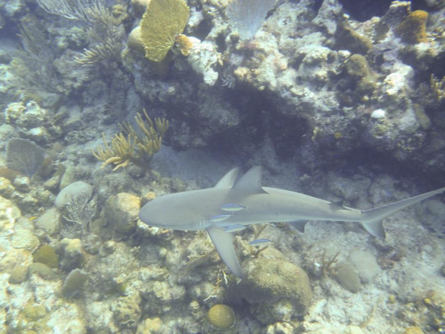 Reef Shark - Turks & Caicos