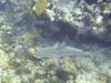 Reef Shark - Turks & Caicos