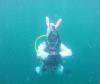 Diving with the Easter bunny