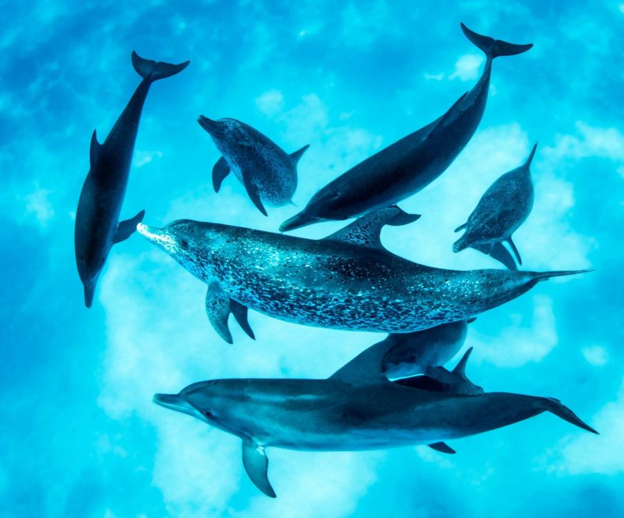 Free Dolphins Bimini