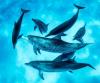 Free Dolphins Bimini