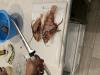 Lion Fish Killer 2