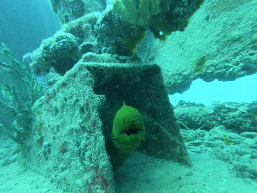 Cudjoe Trip 4-21 Green Moray