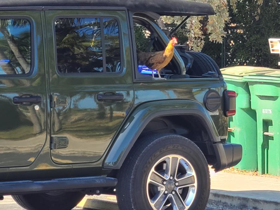 Key West Rooster