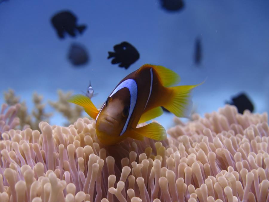 Clown Fish