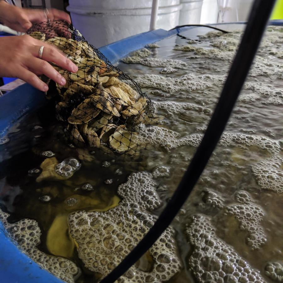 Oyster farming with Billion Oyster Project