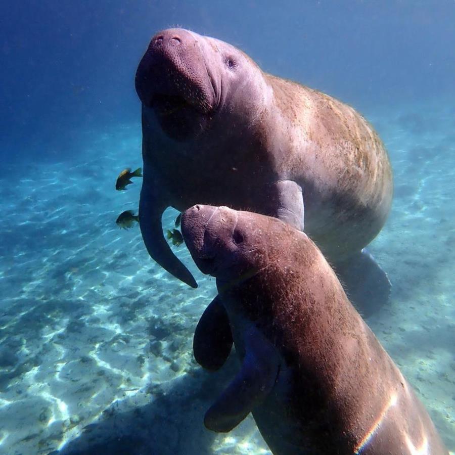 Manatee mom & baby