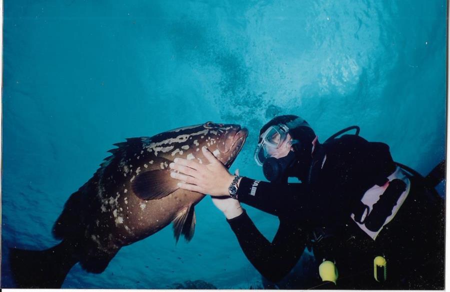 Nassau Grouper