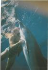 Dolphin-grand cayman