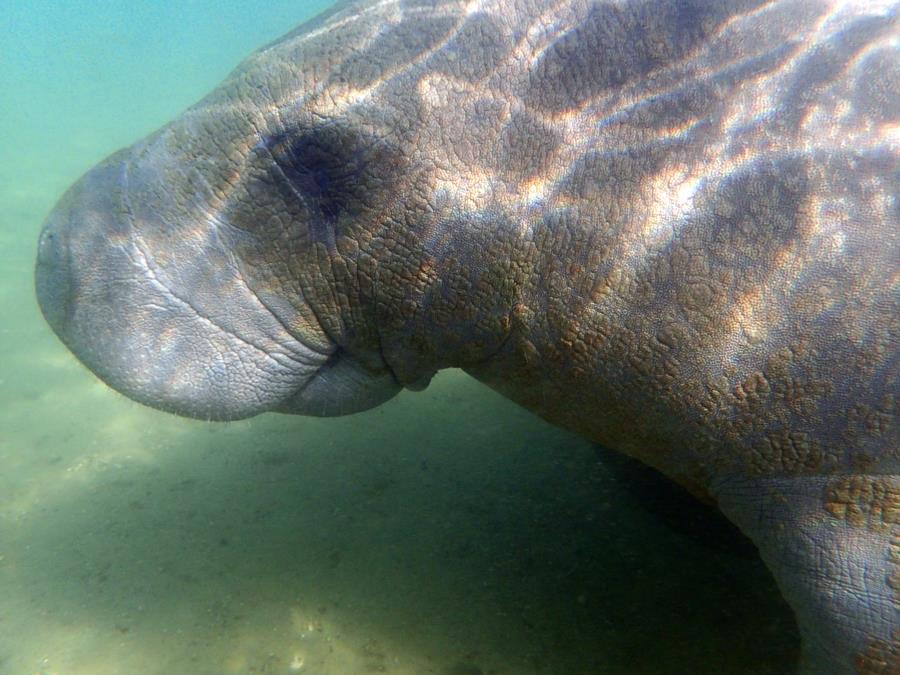 Manatee