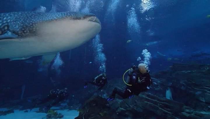 Atlanta Aquarium Whale Shark Dive