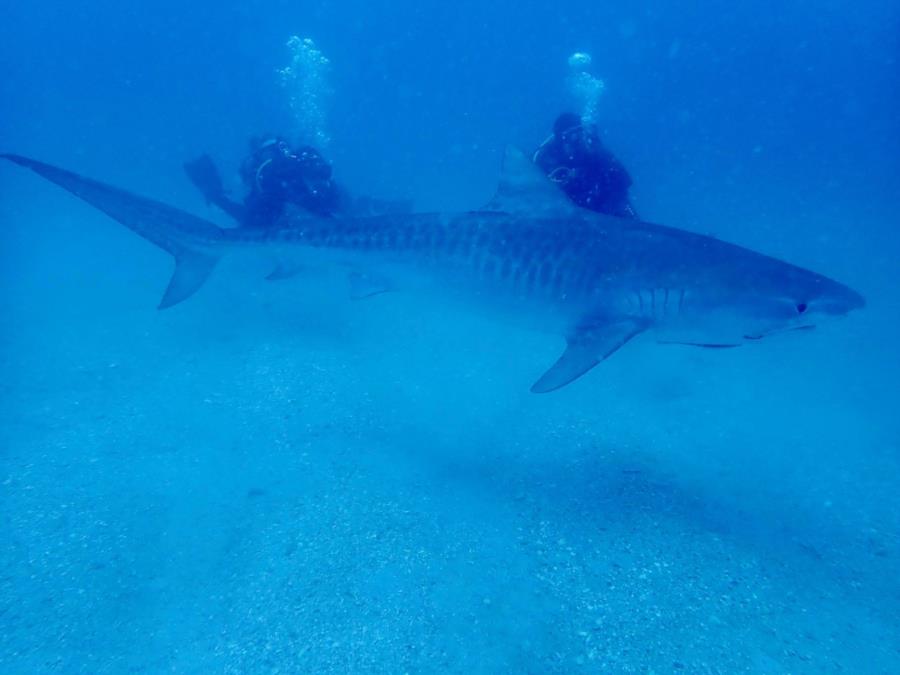 Diving with Tigers