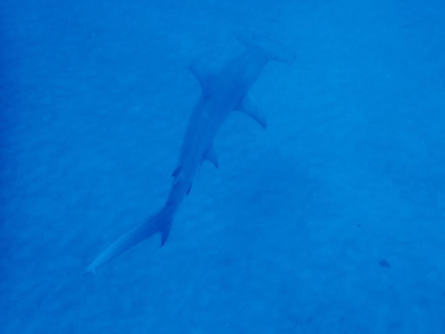 Love Hammerheads