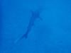 Love Hammerheads